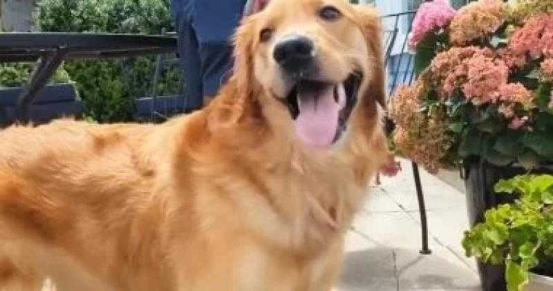 حيازة كلب بدون ترخيص جريمة عقوبتها تصل للحبس 3 أشهر وغرامة 30 ألف جنيه